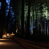 夜の竹林