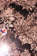提燈と夜桜