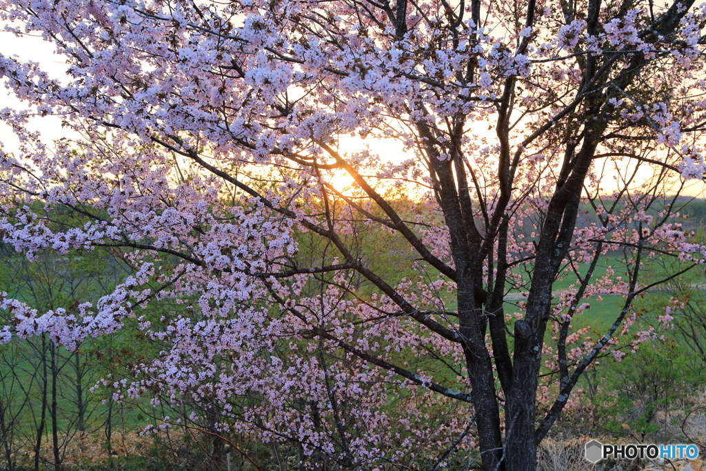 春霞の夕暮れ