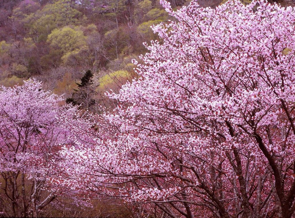 北の山桜