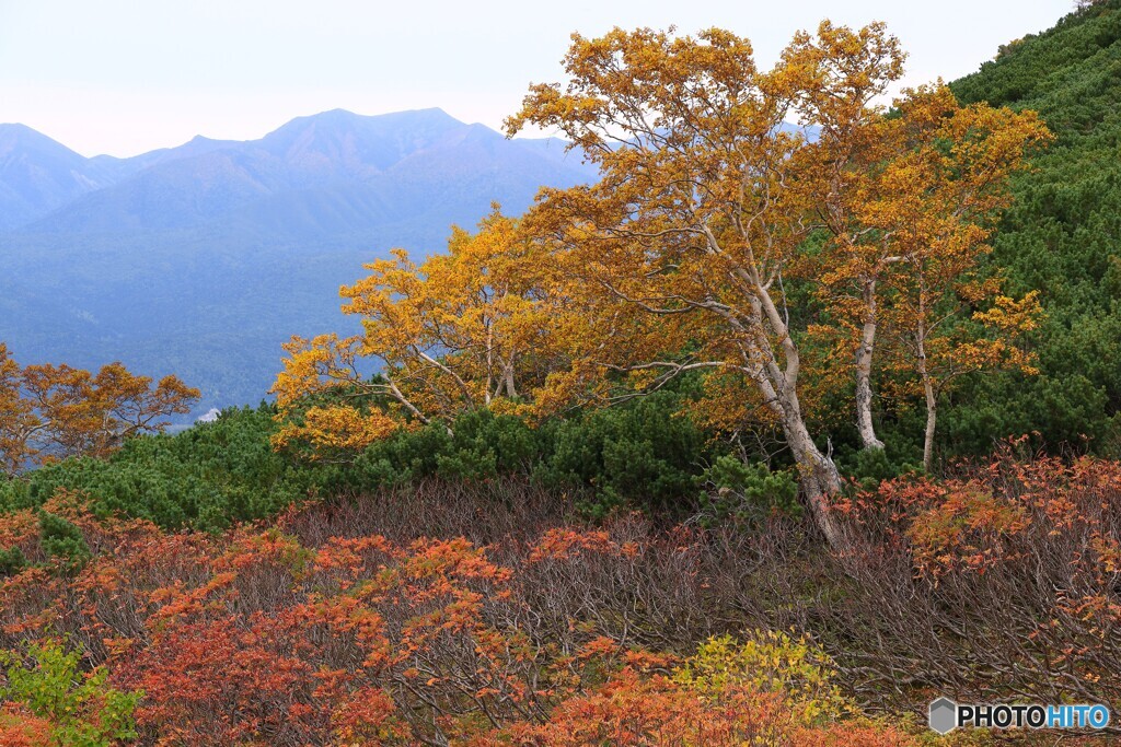 大雪山の紅葉