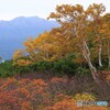 大雪山の紅葉