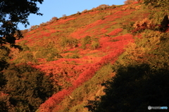 朝陽に染まる