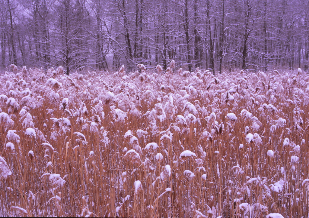 冠雪