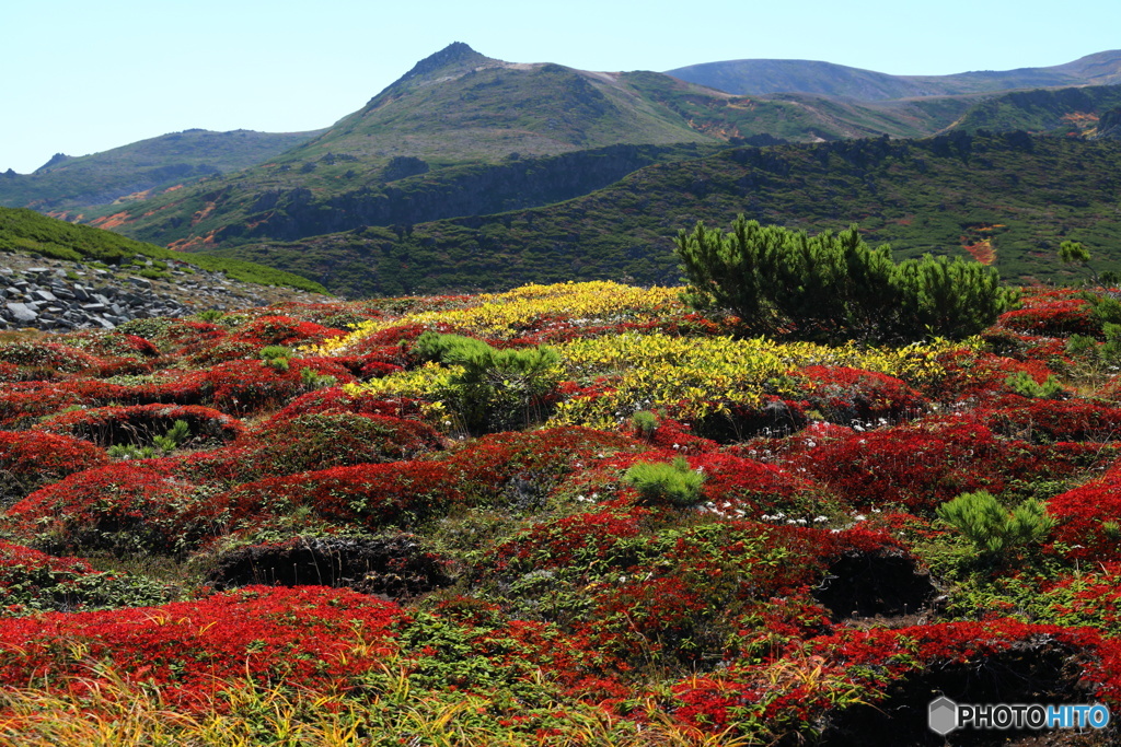 草紅葉の彩り