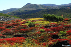 草紅葉の彩り