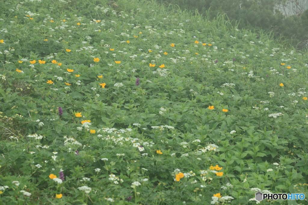 高山植物咲く富良野岳