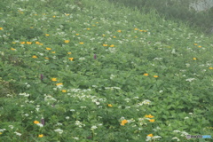 高山植物咲く富良野岳