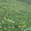高山植物咲く富良野岳