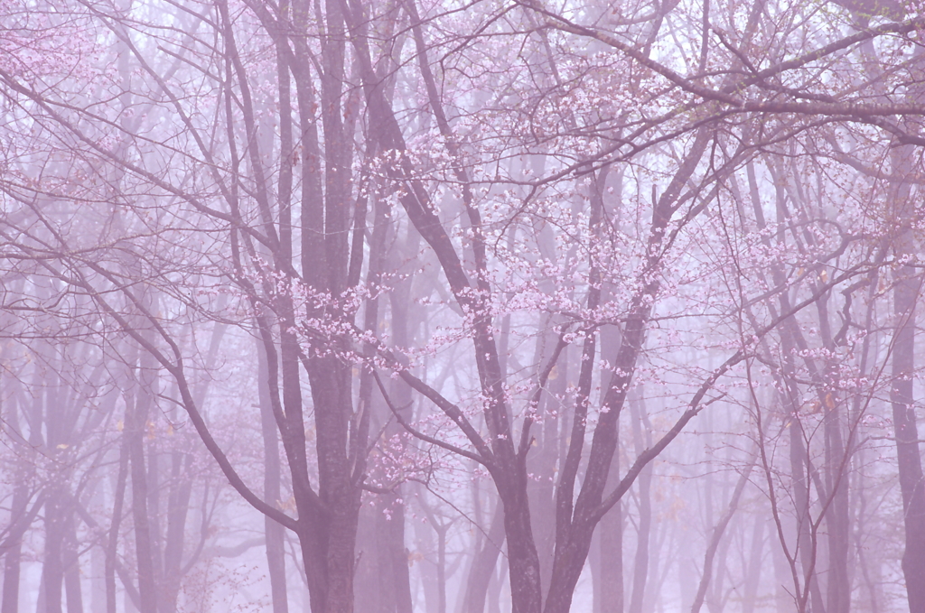 霞桜