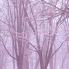 霞桜