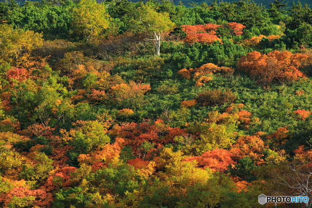十勝岳山麓の紅葉