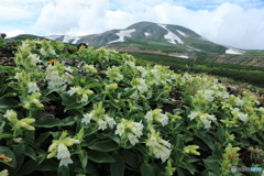 高山植物咲く大雪山