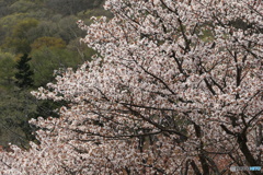 北の山桜