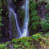 リュウキンカ咲く岩清水