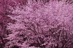 蝦夷山桜