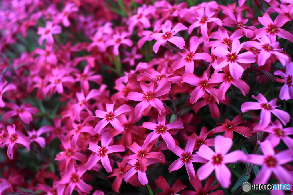 芝桜