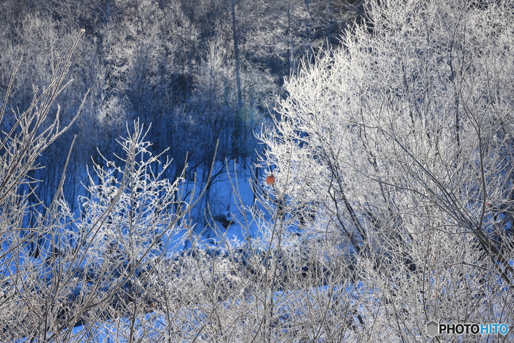 凍れる森