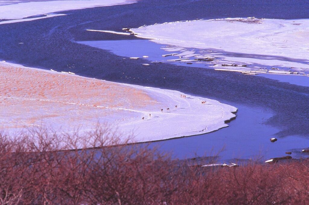 原野に生きる