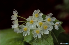 透明な花