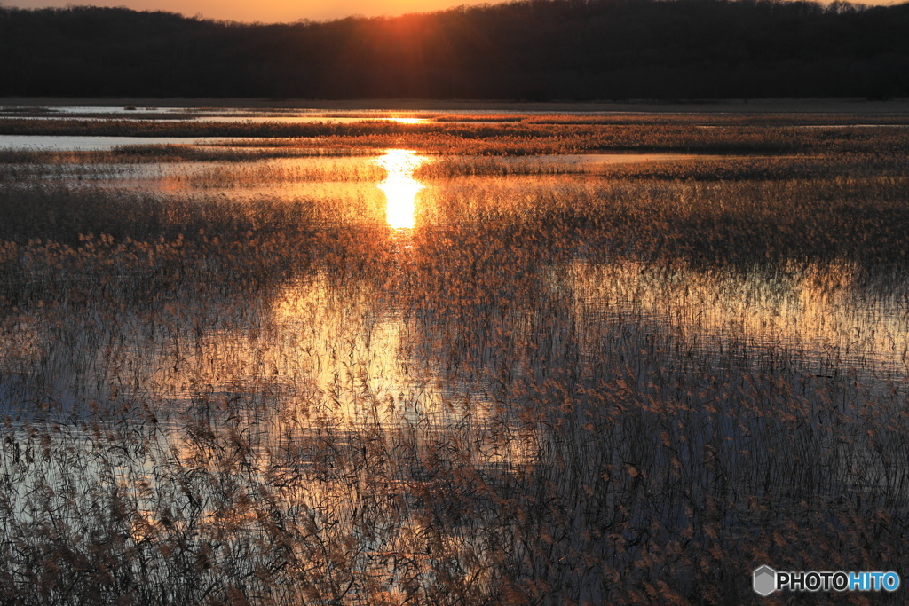落陽の湿原