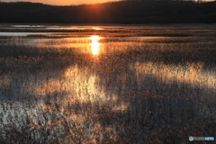落陽の湿原