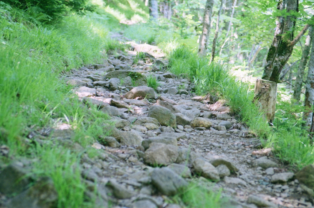 初夏の登山道