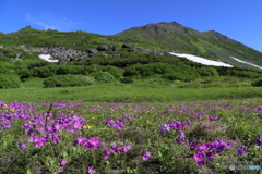 エゾコザクラ咲くトムラウシ山