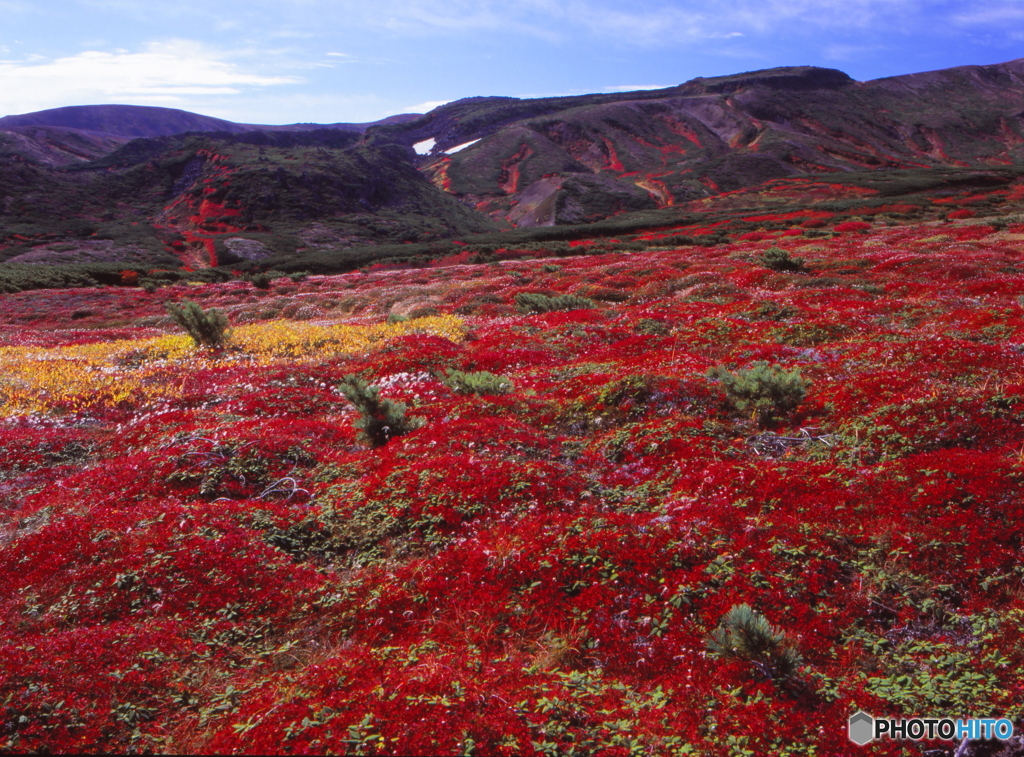 大雪山の草紅葉