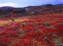 大雪山の草紅葉