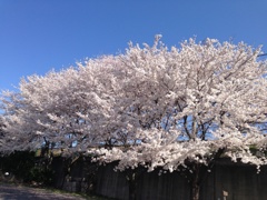 2014年  春  桜