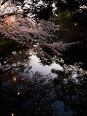 薄暮桜