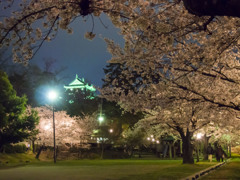 岡崎城の夜桜