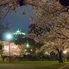 岡崎城の夜桜
