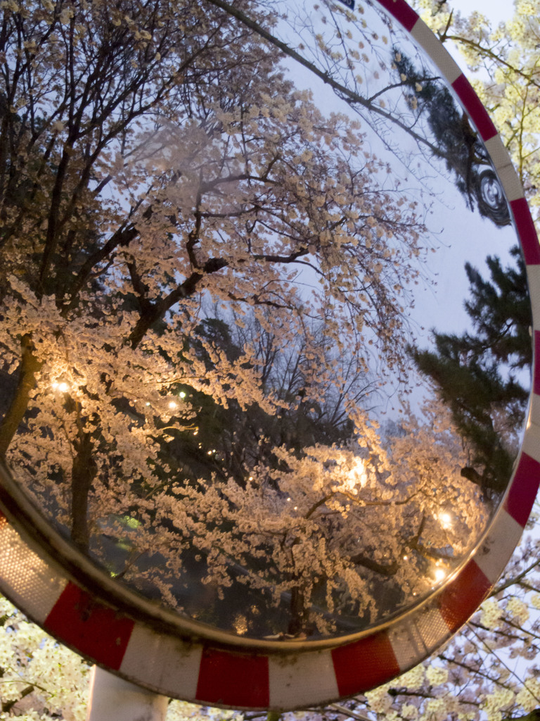 桜鏡