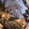 桜鏡