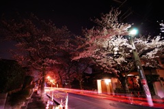 桜と光道