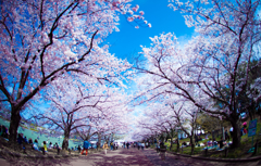 桜道