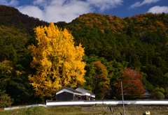 里山の大イチョウ