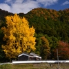 里山の大イチョウ