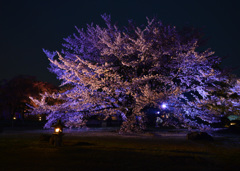 夜桜