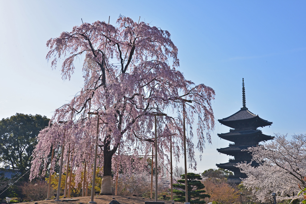 不二桜