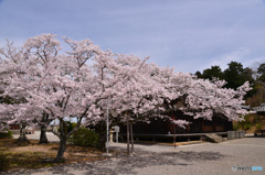 お寺の桜