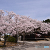お寺の桜