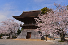 鐘楼と桜