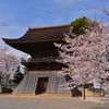 鐘楼と桜