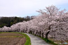 桜の道