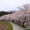 桜の道