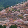 咲き乱れ