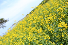 菜の花畑